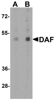 DAF Antibody