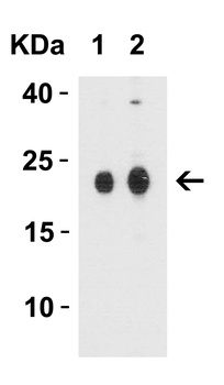 CLDN4 Antibody