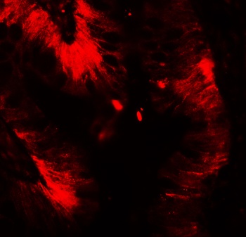 CLDN4 Antibody