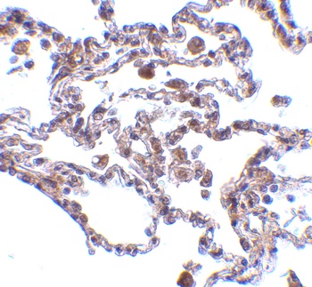 TRAF3IP2 Antibody