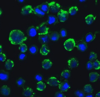 CIKS Antibody
