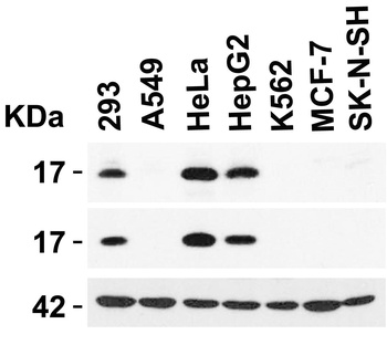 CDKN2A Antibody