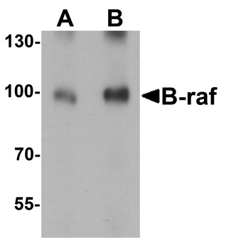 BRAF Antibody