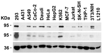 BRAF Antibody
