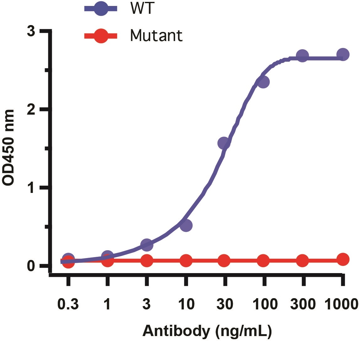 SARS-CoV-2 (COVID-19) Spike 681P Antibody [8G10B1]