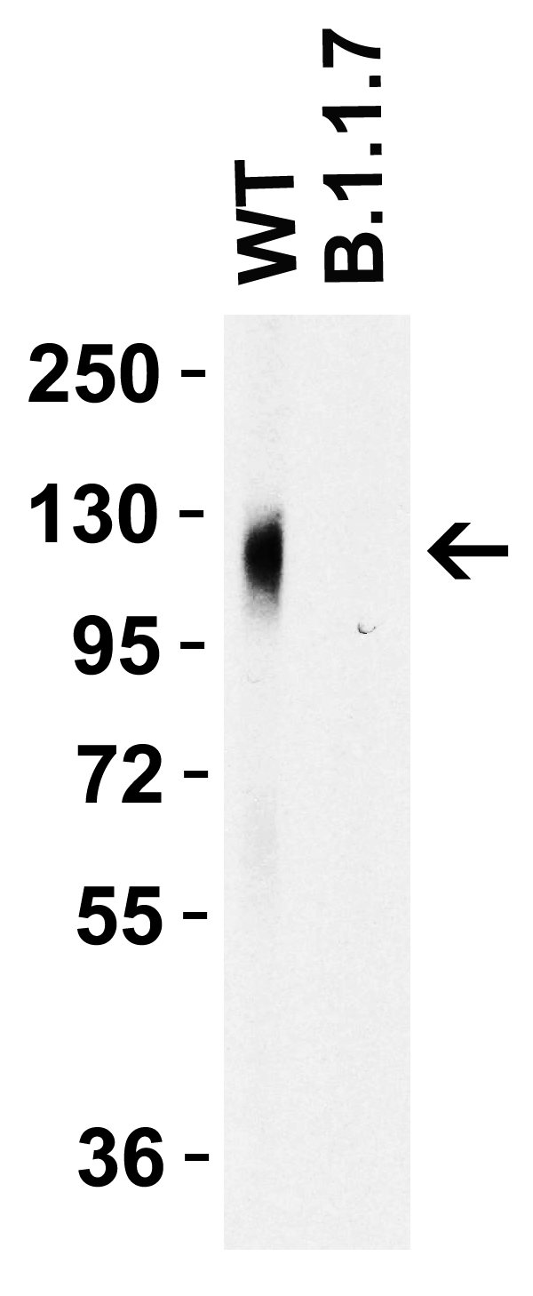 SARS-CoV-2 (COVID-19) Spike 681P Antibody [8G10A1]