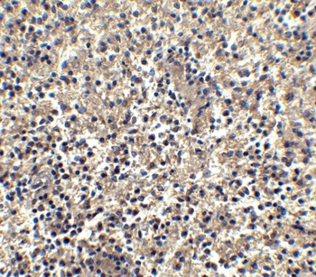 Bonzo Antibody
