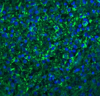 Bonzo Antibody
