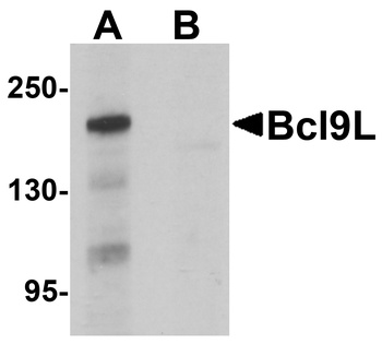Bcl9L Antibody