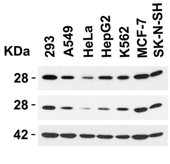 BCAP31 Antibody