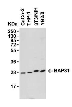 BCAP31 Antibody