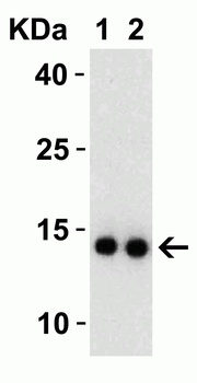 Non-structural protein 9 Antibody