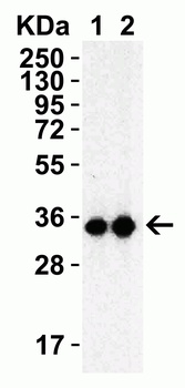 3CL-PRO Antibody