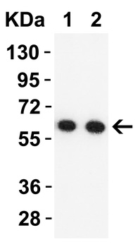 NSP16 Antibody