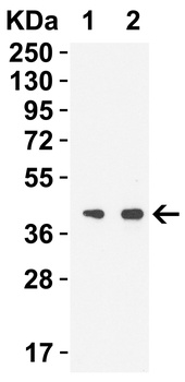 NSP15 Antibody