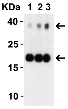 Non-structural protein 10 Antibody