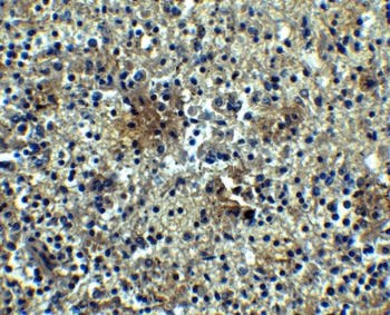 TNFRSF13C Antibody