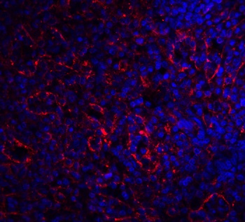 TNFRSF13C Antibody