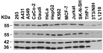 ATG5 Antibody