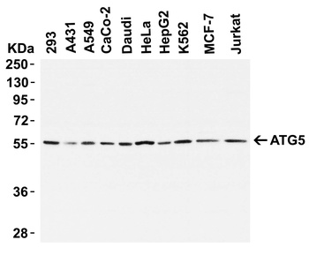 ATG5 Antibody