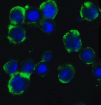 ATG5 Antibody