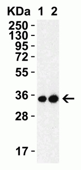 3CL-PRO Antibody