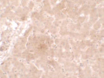 APO-E Antibody