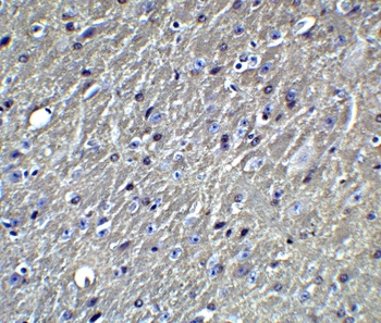 APO-E Antibody