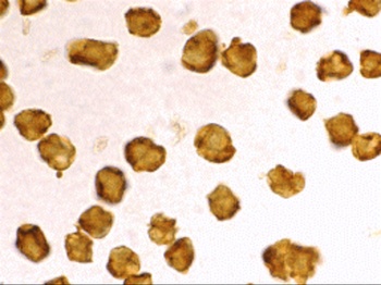 SARM1 Antibody