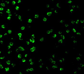 SARM1 Antibody