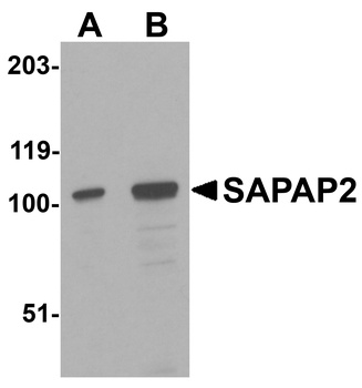 SAPAP2 Antibody