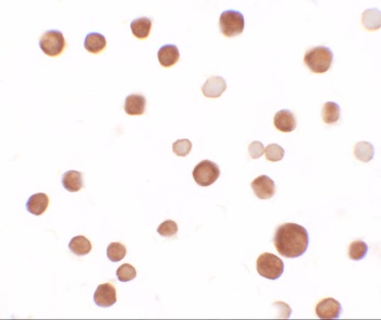 SAMSN Antibody