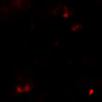 SAMSN Antibody