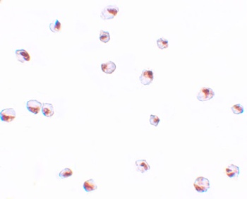 UBA2 Antibody