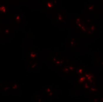 UBA2 Antibody