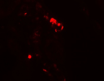 Rubicon Antibody