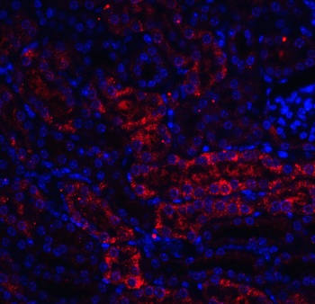 RTP801 Antibody