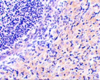 RPAIN Antibody