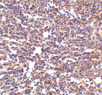 RP105 Antibody