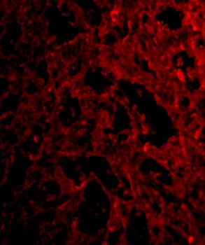 RP105 Antibody