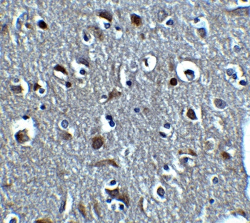 RLN3 Antibody