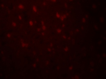 RLN3 Antibody