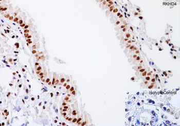 Rkhd4 Antibody