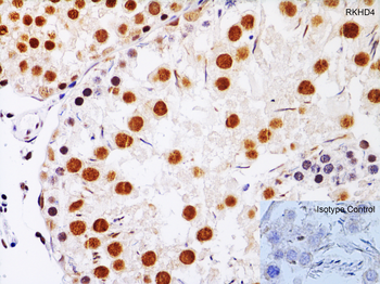 Rkhd4 Antibody