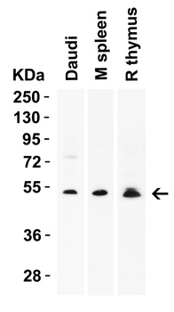 Rkhd4 Antibody