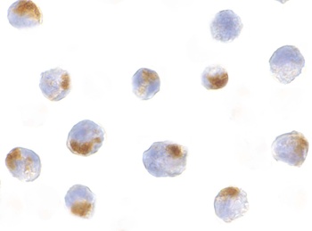 Acinus Antibody