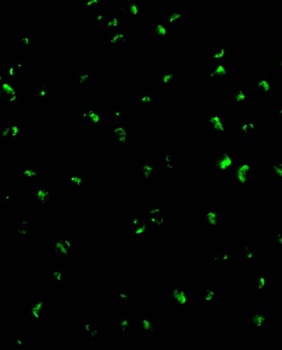 Acinus Antibody