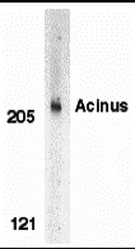 Acinus Antibody