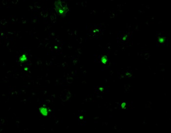 Acinus Antibody