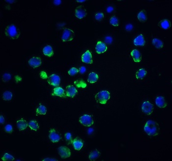 ACIN1 Antibody